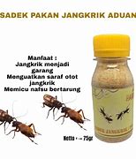 Cara Meracik Pakan Jangkrik Aduan